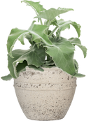 Pot mediterranean couple blanche