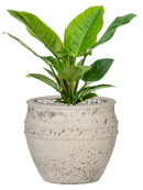 Pot mediterranean couple blanche