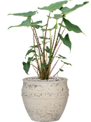 Pot mediterranean couple blanche