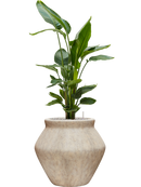 Pot mineral emperor beige