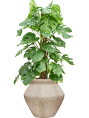 Pot mineral emperor beige