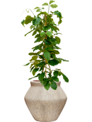 Pot mineral emperor beige