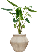 Pot mineral emperor beige