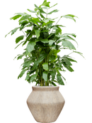 Pot mineral emperor beige