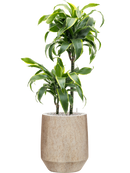 Pot mineral darcy beige