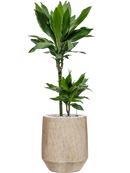 Pot mineral darcy beige