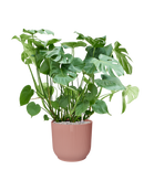 Pot vibes cylinder rose