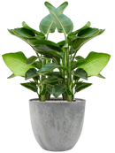 Pot bola couple grise