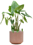 Pot terrazzo cylinder marron