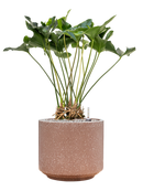 Pot terrazzo cylinder marron