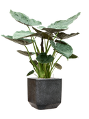 Pot terrazzo cube noire