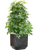 Pot terrazzo cube noire