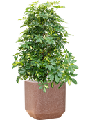 Pot terrazzo cube marron