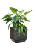 Pot terrazzo cube noire