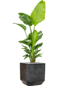 Pot terrazzo cube noire