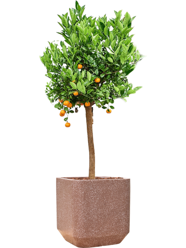 Pot terrazzo cube marron