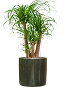 Pot plain cylinder verte