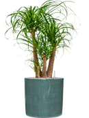 Pot plain cylinder bleue