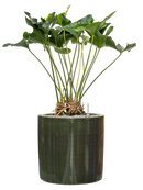 Pot plain cylinder verte