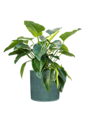 Pot plain cylinder bleue