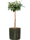 Pot plain cylinder verte