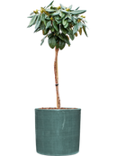 Pot plain cylinder bleue