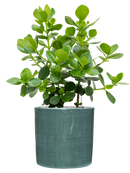 Pot plain cylinder bleue