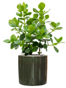 Pot plain cylinder verte