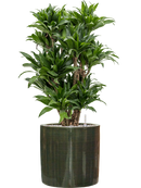 Pot plain cylinder verte