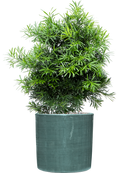 Pot plain cylinder bleue