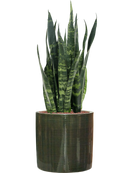 Pot plain cylinder verte