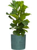 Pot plain cylinder bleue