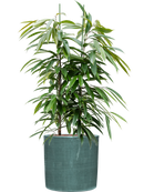 Pot plain cylinder bleue