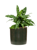 Pot plain cylinder verte
