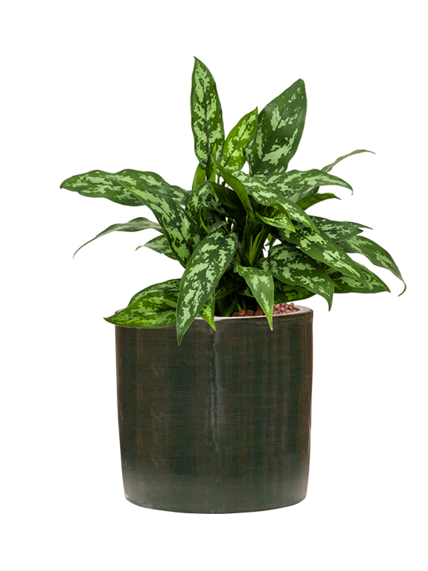 Pot plain cylinder verte