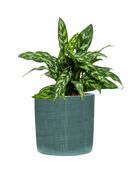 Pot plain cylinder bleue