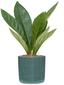 Pot plain cylinder bleue