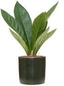 Pot plain cylinder verte