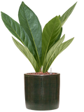 Pot plain cylinder verte