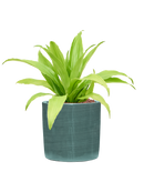 Pot plain cylinder bleue