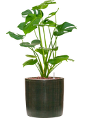 Pot plain cylinder verte