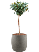 Pot grigio couple grise