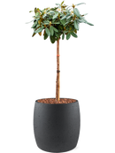 Pot grigio couple anthracite