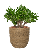 Pot bohemian partner marron