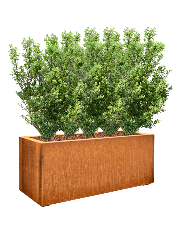 Pot corten steel rectangle 