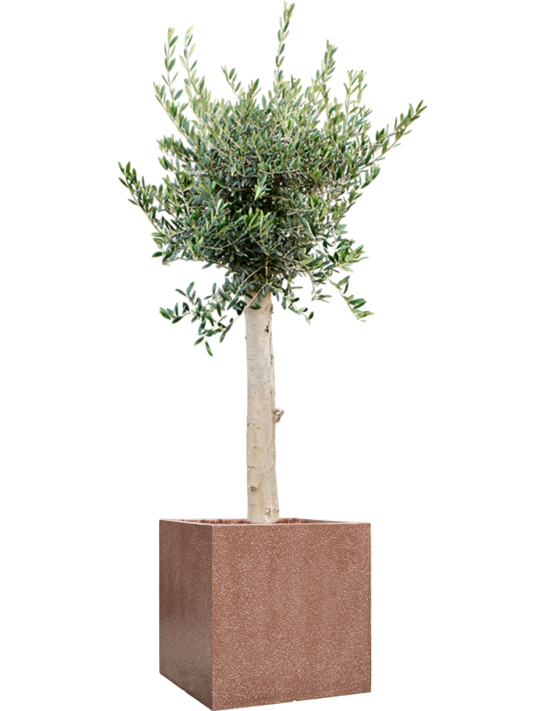 Pot terrazzo cube marron