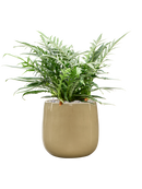 Pot balloon darcy blanche