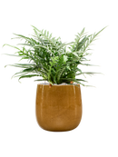 Pot balloon darcy jaune