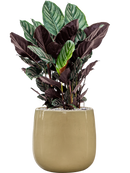 Pot balloon darcy blanche