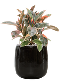 Pot balloon darcy noire